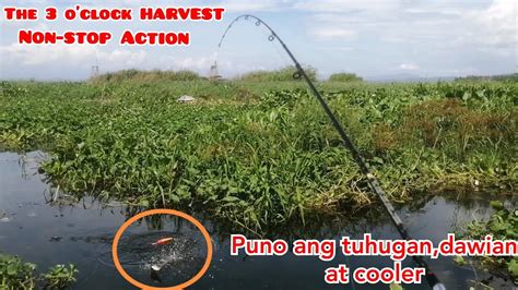 tuhugan|Meaning of tuhugin .